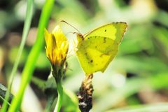 Eurema salome gaugamella by NaturaLista.co user: juan_carlos_caicedo_hernandez. Used under a CC BY 4.0 license.
