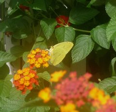 Large Orange Sulphur. Female. Phoebis agarithe - Flickr - gailhampshire by gailhampshire from Cradley, Malvern, U.K. Used under a CC BY 2.0 license.