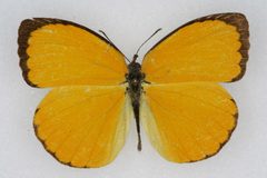 Pyrisitia dina by Colorado State University. Used under a CC BY 3.0 license.
