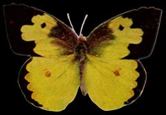 Zerene cesonia-black by Nature Study Publishing Company, Chicago.
. Used under a Public domain license.