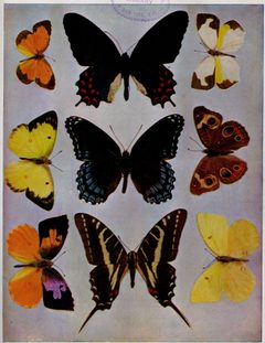 Birds Illustrated Butterflies 0404 by Nature Study Publishing Company, Chicago.. Used under a Public domain license.