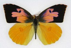 Zerene eurydice m by Colorado State University. Used under a CC BY 3.0 license.