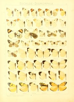 Macrolepidoptera15seit 0065 by Adalbert Seitz
. Used under a Public domain license.