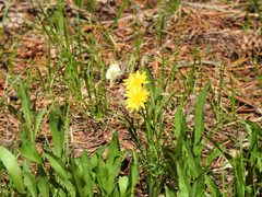 Anthocharis julia stella by iNaturalist user: paloma. Used under a CC0 license.