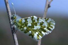 Island marble butterfly by U.S. Fish and Wildlife Service. Used under a Public domain license.