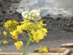 Island marble butterly perched on yellow flowers by U.S. Fish and Wildlife Service. Used under a Public domain license.