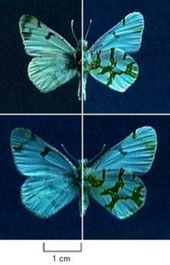 Euchloe olympia by Northern Prairie Wildlife Research Center - USGS. Used under a Public domain license.