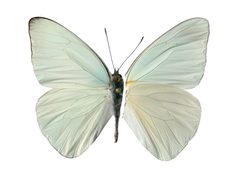 Glutophrissa drusilla by Geoff Gallice. Used under a CC BY 2.0 license.
