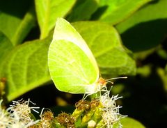 Melete lycimnia isandra by Francisco Farriols Sarabia. Used under a CC BY 4.0 license.