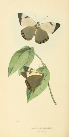 Zoological Illustrations Volume II Series 2 079 by William Swainson. Used under a Public domain license.