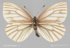 Pieris angelika CSU ENT1040287 by CSU, Department of Bioagricultural Sciences and Pest Management. Used under a CC0 license.