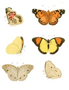 Illustrations of Exotic Entomology I 05 by Plates: Dru Drury (1725–1803). Text: John Obadiah Westwood (1805–1893). Used under a Public domain license.