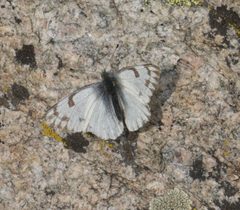 Pontia occidentalis P1250774a by 
xpda. Used under a CC BY-SA 4.0 license.