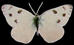 Pontia protodice-black by Nature Study Publishing Company, Chicago.
. Used under a Public domain license.