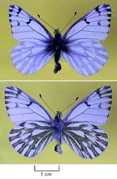 Pontia sisymbrii by Northern Prairie Wildlife Research Center - USGS. Used under a Public domain license.