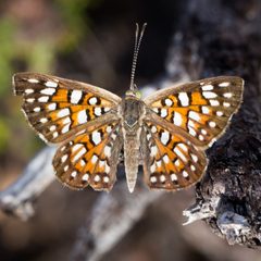 Apodemia mejicanus 27595770 by Ken-ichi Ueda. Used under a CC BY 4.0 license.