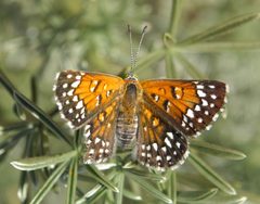 Lange metal mark butterfly insect apodemia mormo langei by U.S. Fish and Wildlife Service. Used under a Public domain license.