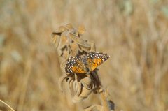 Langes metalmark butterfly blends in with the surrounding plant life by U.S. Fish and Wildlife Service. Used under a Public domain license.