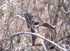 Ventral view of an endangered lange metalmark butterfly by U.S. Fish and Wildlife Service. Used under a Public domain license.