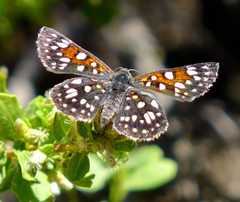 Apodemia mormo 1120238 by icosahedron. Used under a CC BY 4.0 license.