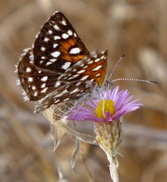 Apodemia mormo 2375485 by icosahedron. Used under a CC BY 4.0 license.
