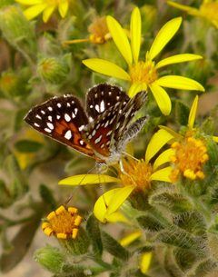 Apodemia mormo 2375655 by icosahedron. Used under a CC BY 4.0 license.