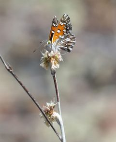 Apodemia mormo 98260006 by Pinnacles National Park. Used under a CC BY 4.0 license.
