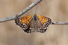 Apodemia mormo langei 487229 by Ken-ichi Ueda. Used under a CC BY 4.0 license.