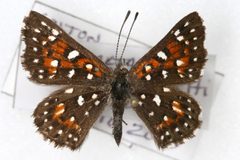 Apodemia virgulti nigrescens by Colorado State University. Used under a CC BY 3.0 license.
