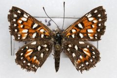 Apodemia virgulti virgulti by Colorado State University. Used under a CC BY 3.0 license.