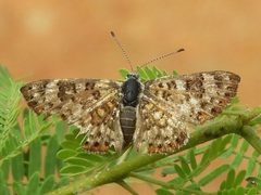 Apodemia walkeri by Francisco Farriols Sarabia. Used under a CC BY 4.0 license.