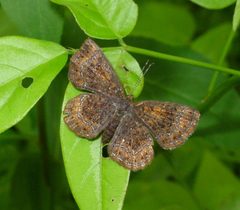 Northern Metalmark by Eric Haley from Winter Park, Florida, USA. Used under a CC BY 2.0 license.