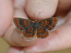 Swamp Metalmark by Wildreturn. Used under a CC BY 2.0 license.
