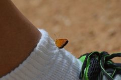 Swamp Metalmark butterfly by Wildreturn. Used under a CC BY 2.0 license.