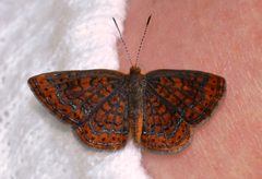 Swamp Metalmark butterfly - Calephelis muticum - 14322113931 by Wildreturn. Used under a CC BY 2.0 license.