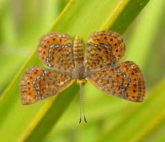 Little Metalmark by Eric Haley from Winter Park, Florida, USA. Used under a CC BY 2.0 license.