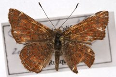 Calephelis wrighti by Colorado State University. Used under a CC BY 3.0 license.
