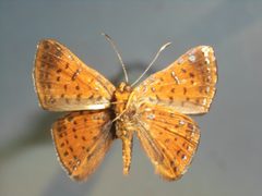 Cariaino by Notafly. Used under a CC BY-SA 3.0 license.