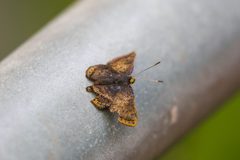 Red-bordered metalmark by cricketsblog. Used under a CC BY 2.0 license.