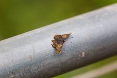 Red-bordered metalmark - 49081391552 by cricketsblog. Used under a CC BY 2.0 license.