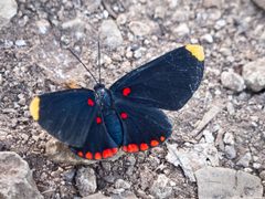 Melanis pixe by Carlos Delgado. Used under a CC BY-SA 3.0 license.