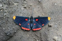 Melanis pixe El Salvador by Carlos Funes. Used under a CC BY 4.0 license.