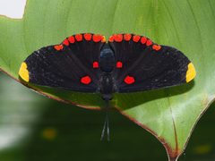 Red-bordered Pixie Melanis pixe by Kaldari. Used under a CC0 license.
