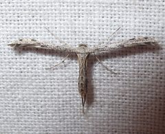 Adaina ambrosiae 1 by Jacy Lucier. Used under a CC BY-SA 4.0 license.