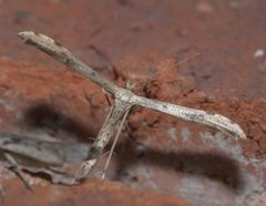 Pselnophorus belfragei P1310994a by 
xpda. Used under a CC BY-SA 4.0 license.