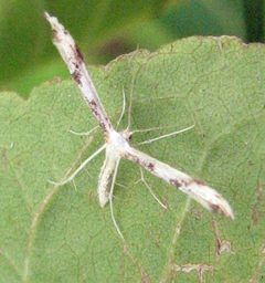Adaina montanus 1 by Jacy Lucier. Used under a CC BY-SA 4.0 license.