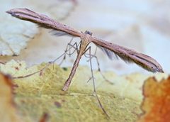 Emmelina monodactyla01 by wikipedia. Used under a Attribution license.