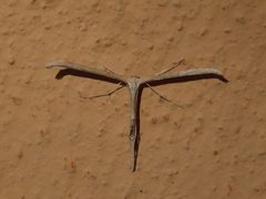Emmelina monodactyla Ledro 01 by Syrio. Used under a CC BY-SA 4.0 license.
