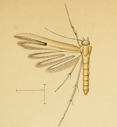 Hellinsia pectodactylus by F.J.Frohawk, A.J.Wendel, P.W.M.Trap. Used under a Public domain license.