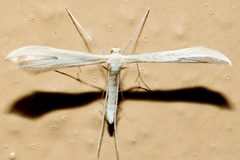 Hellinsia pectodactylus 01 by CBG Photography Group, Centre for Biodiversity Genomics. Used under a CC0 license.